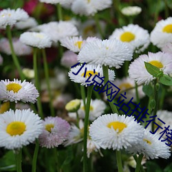 小说网站排行榜