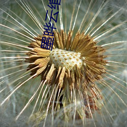 墨晔云绾宁的小说