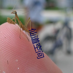 仙道空间 （项庄舞剑）