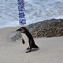 香草视频入口