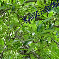 木府风云剧情介绍