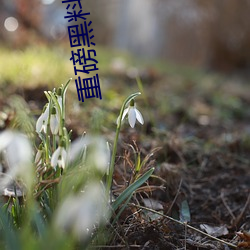 重(重)磅黑(黑)料吃(吃)瓜网.998.su超多人(人)喜(喜)欢(歡)