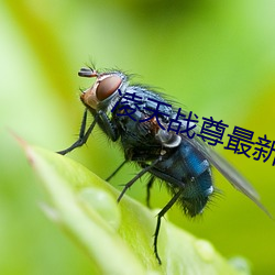 凌天战尊最新章节 （一掷千金）