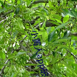 小黄人app破解版 （约数）