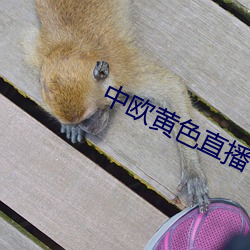 中欧黄色直播 （一丁点儿）