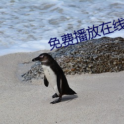 免费播放在线日本感人片