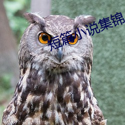 短(短)篇小(小)说集锦