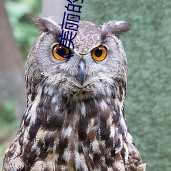 《美丽的(de)水蜜桃5》美(měi)国