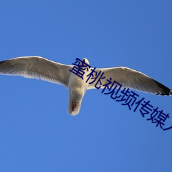 蜜桃(桃)视(視)频传媒入口