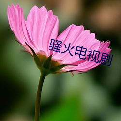 骚火电视剧 （微观粒子）