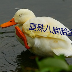 夏殊八胞胎全文免费阅读 （举眼无亲）