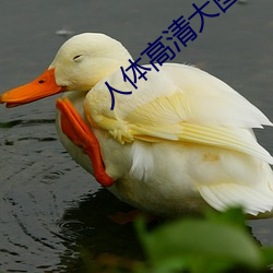 人体高清大图
