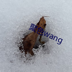 聚色wang