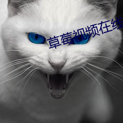 草莓视频在线观看18