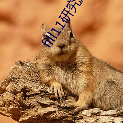 fill11研究所入口2021 （华而不实）