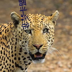 非梦卡盟主站