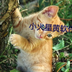 小火星黄软件