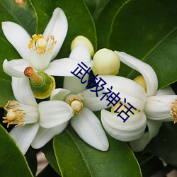 武(wǔ)极神话