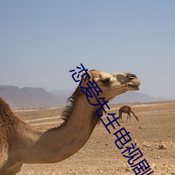 恋爱先生(shēng)电(diàn)视剧全集免(miǎn)费版