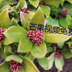 芒果(果)视频免费(費)无章节