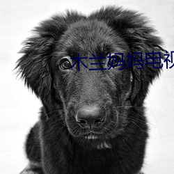 木兰妈妈电视剧40集免费播放