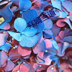 弃婿当道(dào)