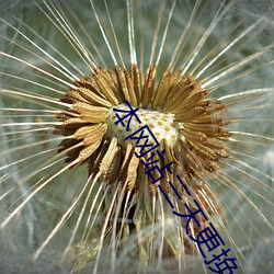 本網站三天更換一次域名yw