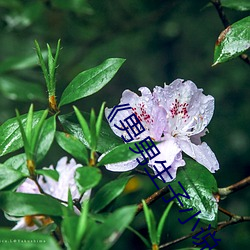 《男男生子小說