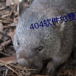 404App免费下载