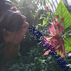水果派解说视频127