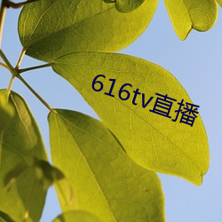 616tv直播