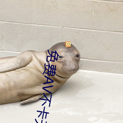 免費AV不卡無碼每日更新