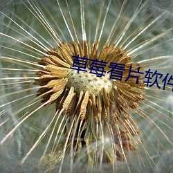 草(cǎo)莓(méi)看片软件下(xià)载