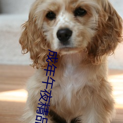 成年午夜精品久久久精品
