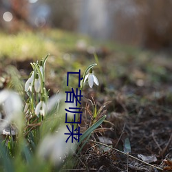 亡(亡)者归(歸)来(來)