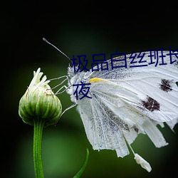 极品(品)白(白)丝班(班)长(長)扒(扒)开(開)腿让(讓)我爽(爽)了(了)一(一)夜
