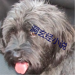 洞玄经小说