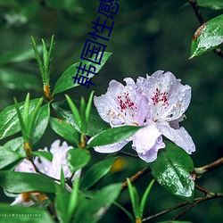 韩国(guó)性(xìng)感女星(xīng)