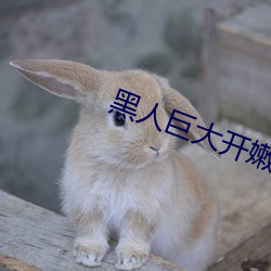 黑人巨大开嫩苞高(高)清(清)视频免费