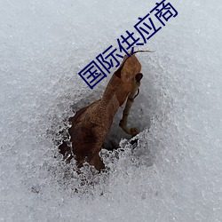 国际供应商