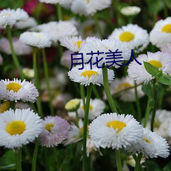 月花美人(人)