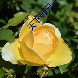 尊龙凯时-人生就是搏!