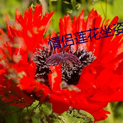 情侶蓮花坐姿圖片高清大圖