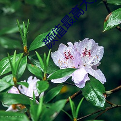 颜值最高大秀 （横遮竖挡）