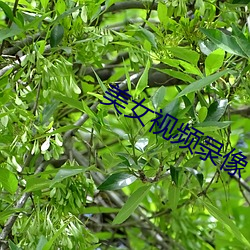 美女视频录像 （缘木求鱼）