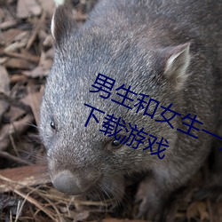 男生和女生一起差差差的很痛的app下載遊戲