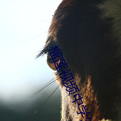 榴(liú)莲(lián)视(shì)频中(zhōng)学(xué)生