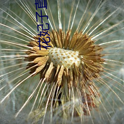 花妃子直播app