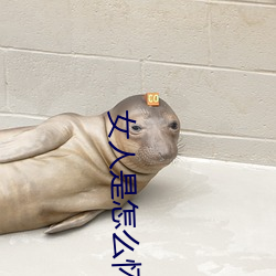 女人是怎麽懷孕的