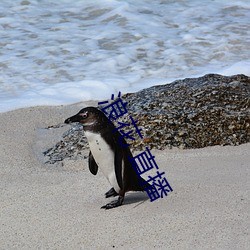 浪花 直播